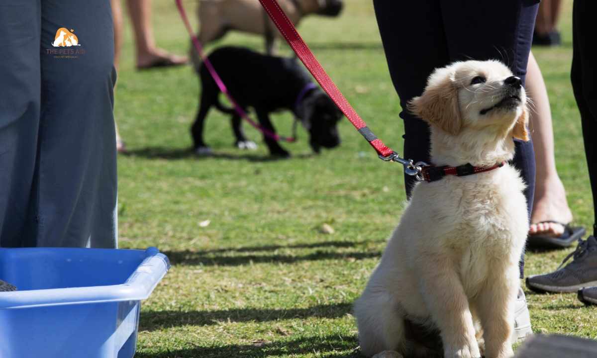 Puppy Handling Training